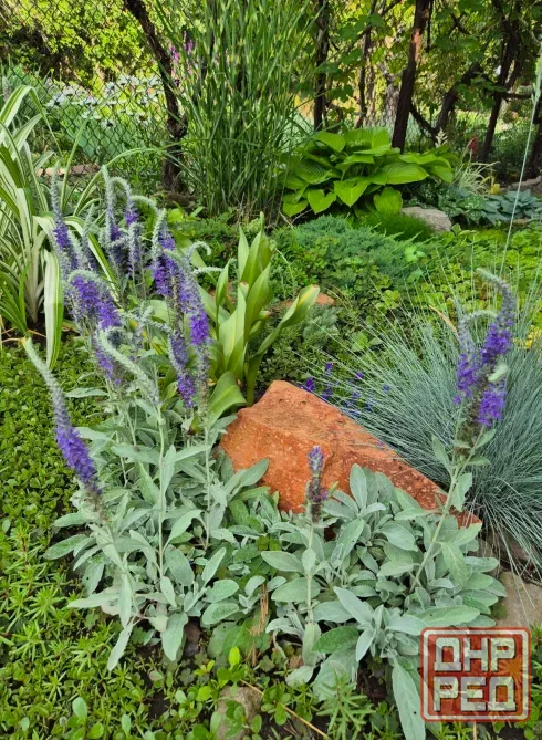 Саженцы Армерия, ромашка, купена, аптения, хоста Донецк - изображение 2