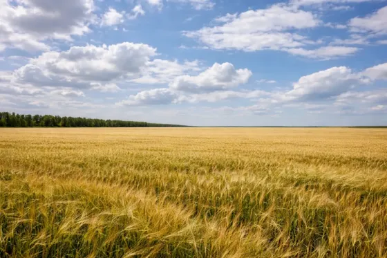 Продается участок в с.Калинино Мариуполь