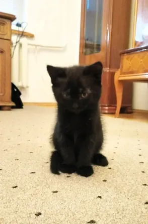 Отдам котёнка Донецк