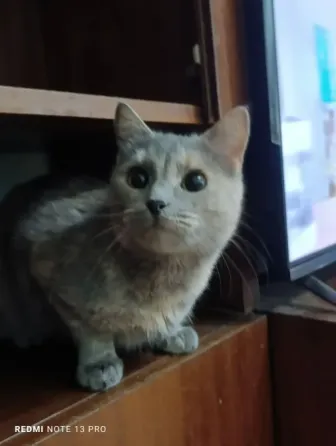 Прекрасные кошечка и котик в поисках дома Донецк