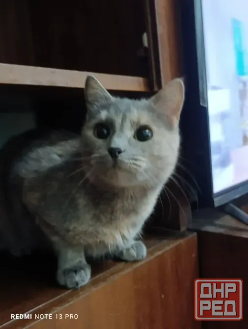 Прекрасные кошечка и котик в поисках дома Донецк - изображение 2