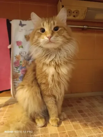 Прекрасные котик и кошка Донецк
