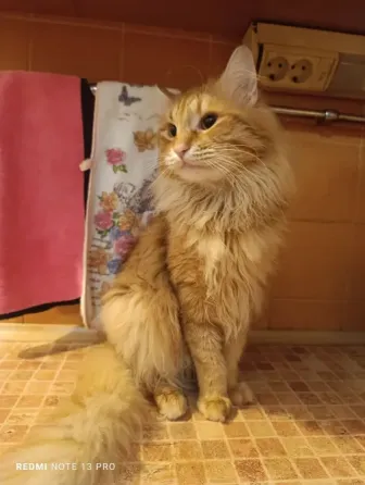 Прекрасные котик и кошка Донецк