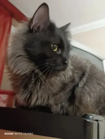 Прекрасные котик и кошка Донецк