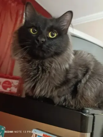 Прекрасные котик и кошка Донецк