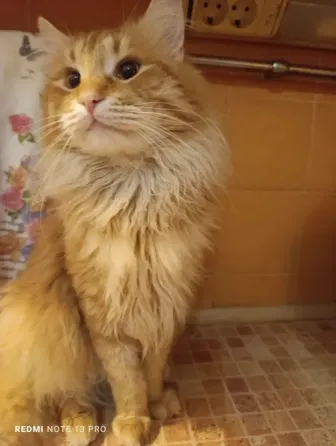 Прекрасные котик и кошка Донецк