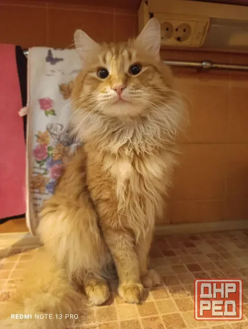 Прекрасные котик и кошка Донецк - изображение 2