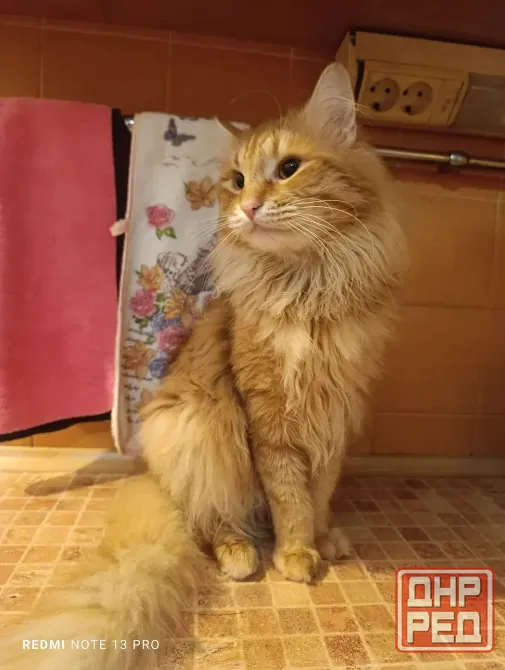 Прекрасные котик и кошка Донецк - изображение 3