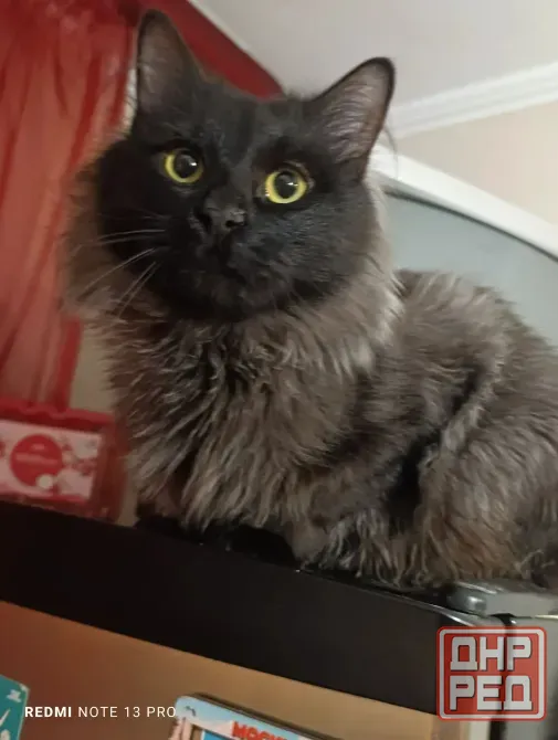 Прекрасные котик и кошка Донецк - изображение 4