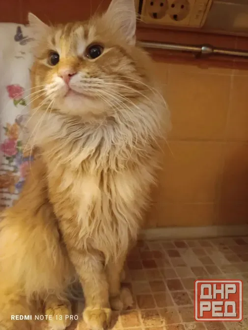 Прекрасные котик и кошка Донецк - изображение 1
