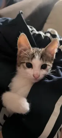 Отдам котят в добрые руки Донецк