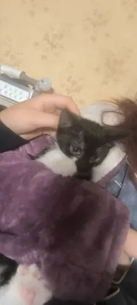 Отдам котят в добрые руки Донецк