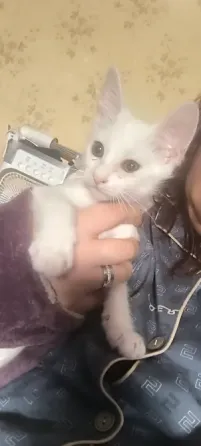 Отдам котят в добрые руки Донецк