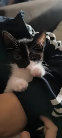 Отдам котят в добрые руки Донецк