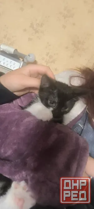 Отдам котят в добрые руки Донецк - изображение 3
