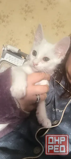 Отдам котят в добрые руки Донецк - изображение 4