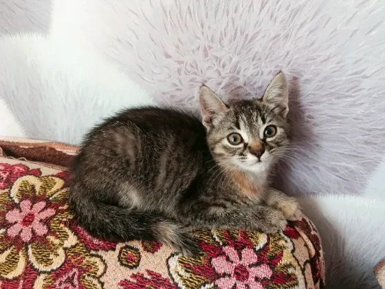 Отдам котят Донецк