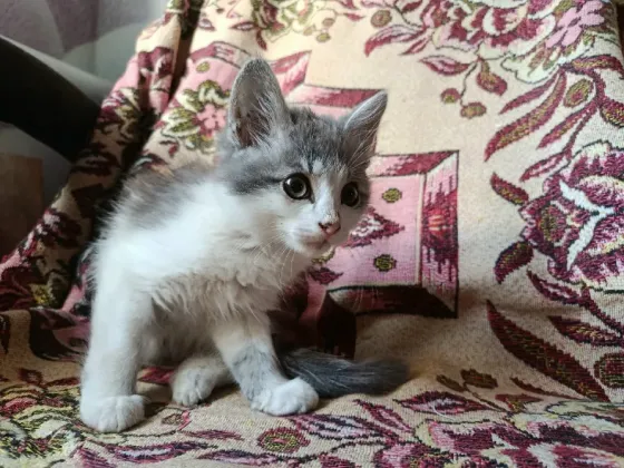 Отдам котят Донецк