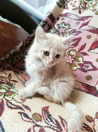 Отдам котят Донецк