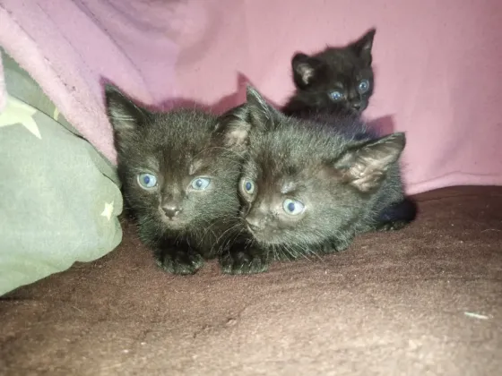 Отдам котят в хорошие руки. Донецк