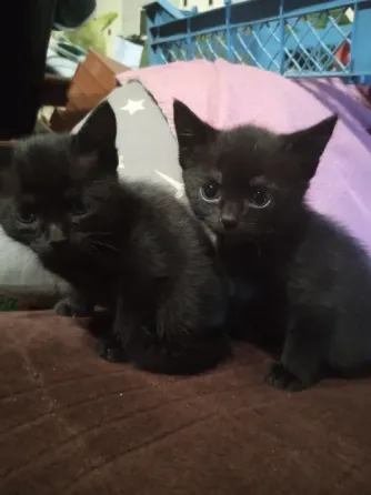 Отдам котят в хорошие руки. Донецк