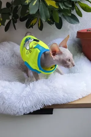 Канадский сфинкс Макеевка