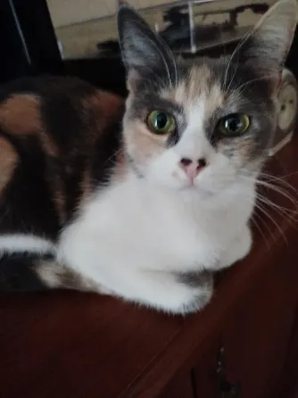приблудилась кошечка Донецк