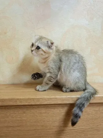 Шотландская вислоухая принцесса (скоттиш-фолд, 3 месяца) готова к переезду в любящую семью! Донецк
