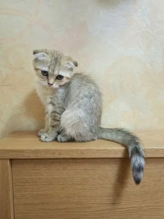 Шотландская вислоухая принцесса (скоттиш-фолд, 3 месяца) готова к переезду в любящую семью! Донецк
