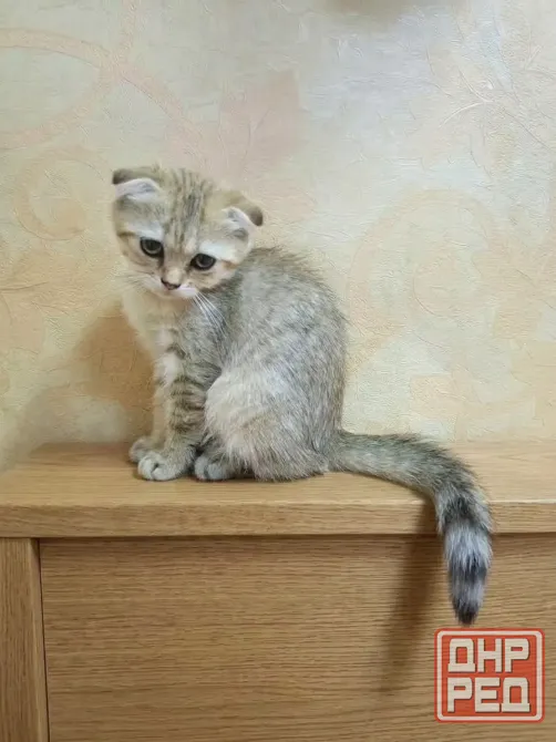 Шотландская вислоухая принцесса (скоттиш-фолд, 3 месяца) готова к переезду в любящую семью! Донецк - изображение 2