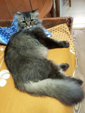 Шотландский кот (3 года, кастрат) в любимцы Донецк