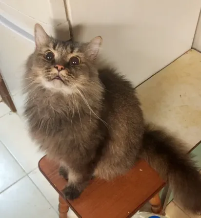 Шотландский кот (3 года, кастрат) в любимцы Донецк