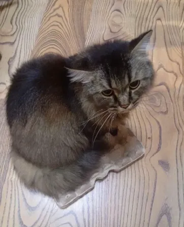Шотландский кот (3 года, кастрат) в любимцы Донецк