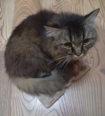 Шотландский кот (3 года, кастрат) в любимцы Донецк