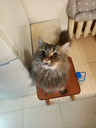 Шотландский кот (3 года, кастрат) в любимцы Донецк