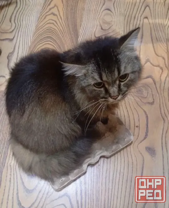 Шотландский кот (3 года, кастрат) в любимцы Донецк - изображение 4
