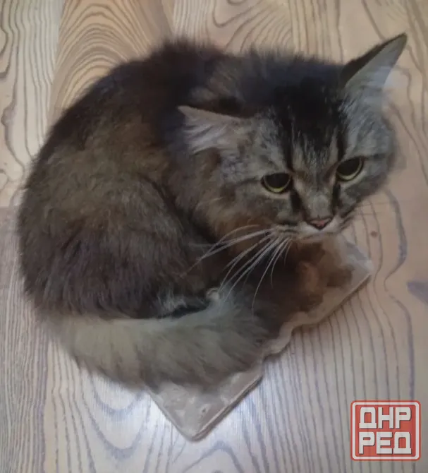 Шотландский кот (3 года, кастрат) в любимцы Донецк - изображение 5