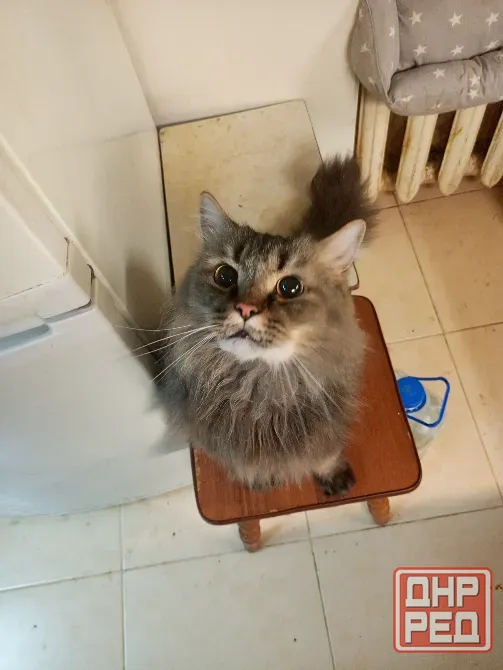 Шотландский кот (3 года, кастрат) в любимцы Донецк - изображение 2
