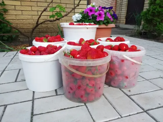 Саженцы клубники Сударушка. Донецк