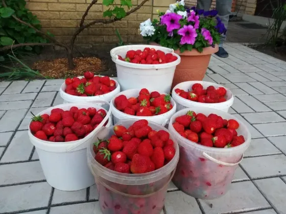 Саженцы клубники Сударушка. Донецк