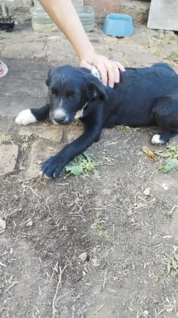 Щенок в Добрые руки Донецк