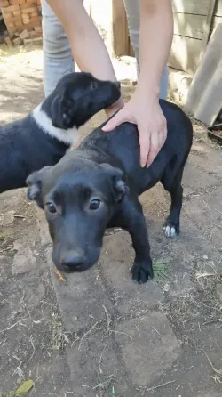 Щенок в Добрые руки Донецк