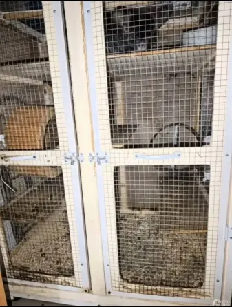 Продам шиншиллу с клеткой Донецк
