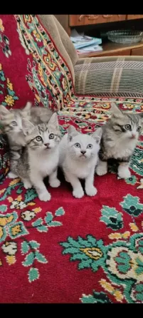 Отдам котят в хорошие руки Донецк