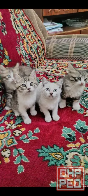 Отдам котят в хорошие руки Донецк - изображение 1