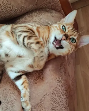 Бенгальская кошка Донецк