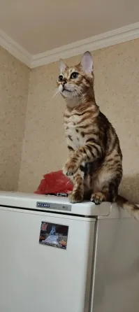 Бенгальская кошка Донецк