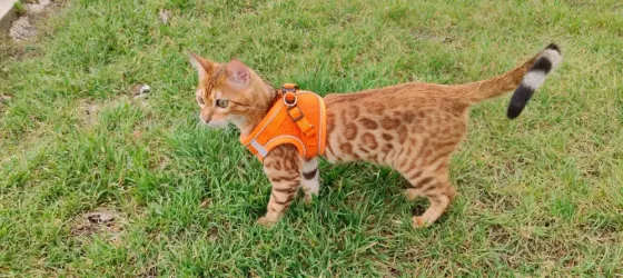 Бенгальская кошка Донецк