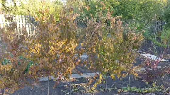Саженцы кизила, зизифуса (унаби),фундука, айвы крупноплодной Донецк