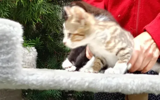 Шотландские котята Донецк